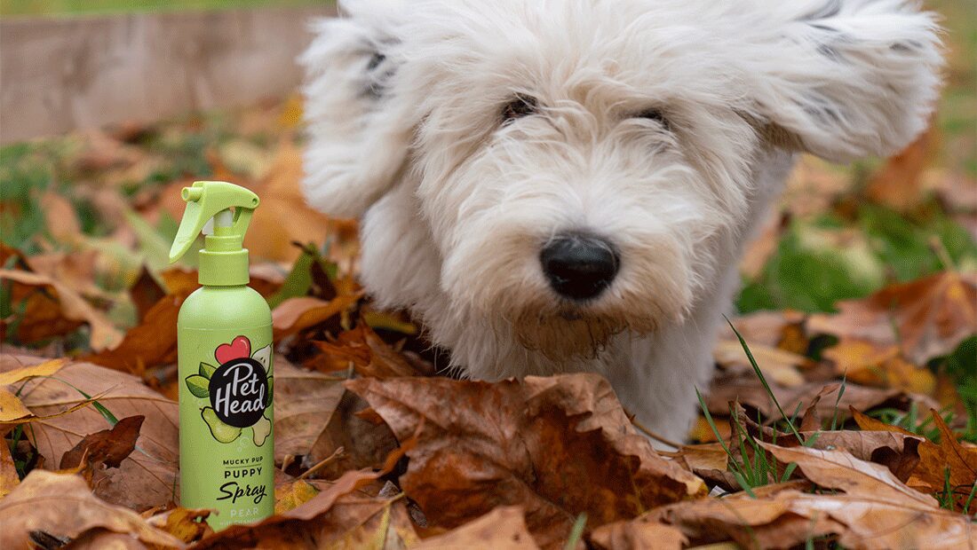 close up of Sheepdog puppy running in wet leaves with Mucky Pup Spray in foreground