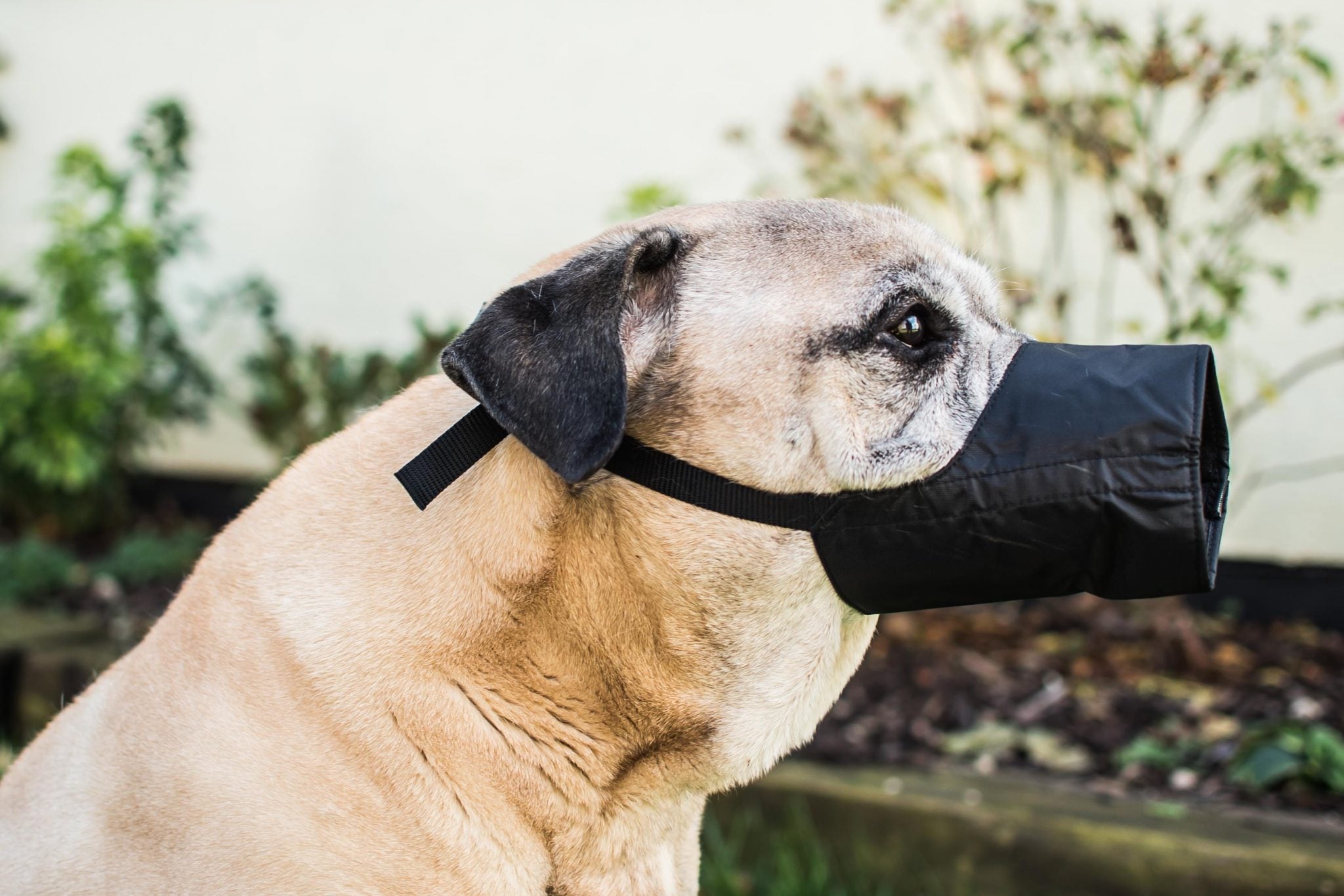 Dog Muzzle - Size 3 - Image 4