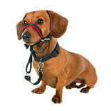 Halti Optifit Headcollar (Black/Red, Small)