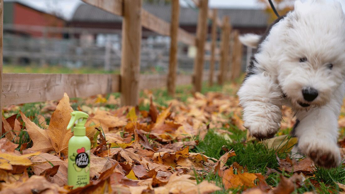 Sheepdog puppy running in wet leaves with Mucky Pup Spray in foreground