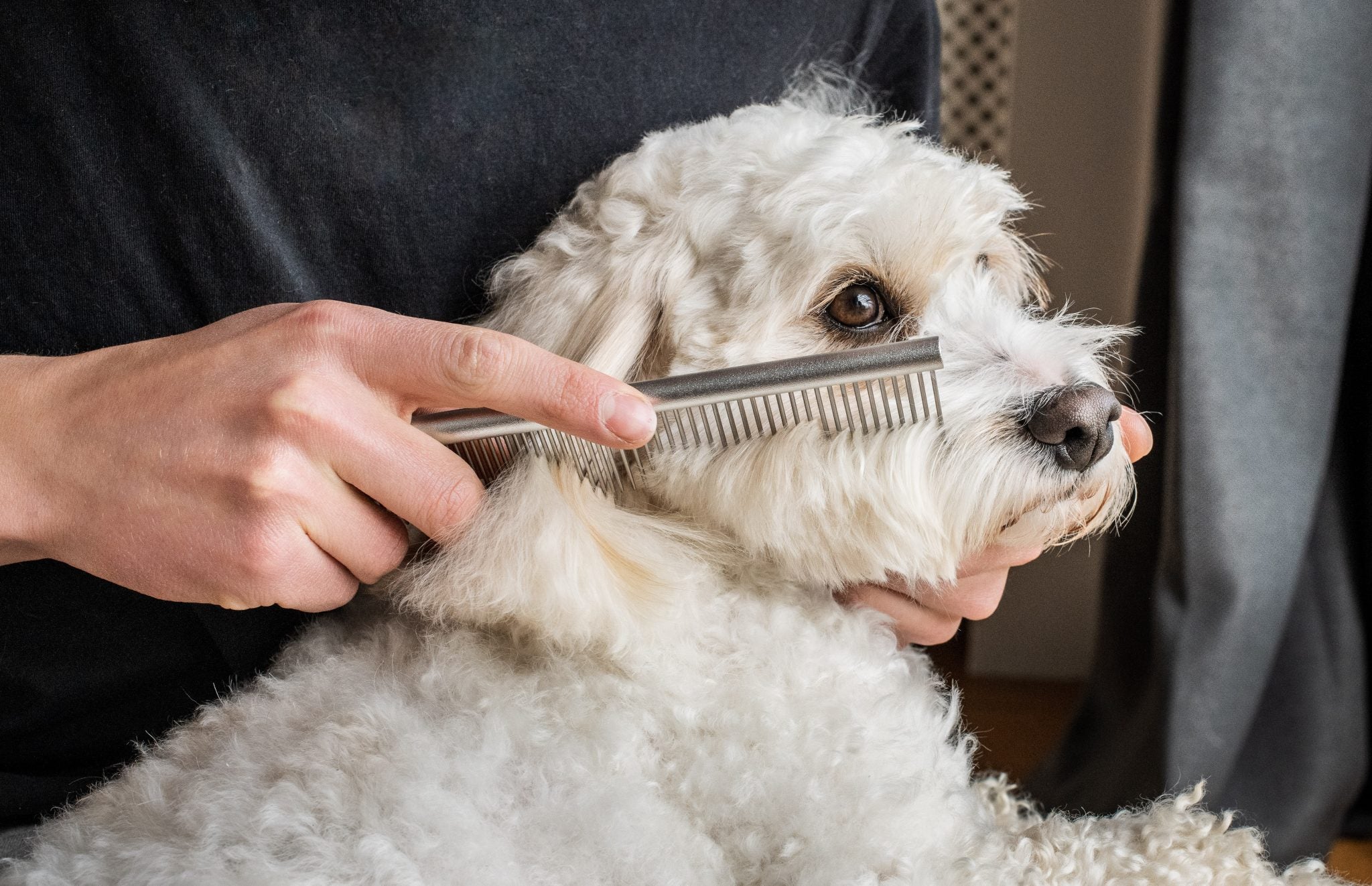 Doodles Grooming Kit - Image 8