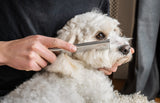 Doodles Grooming Kit - Image 8