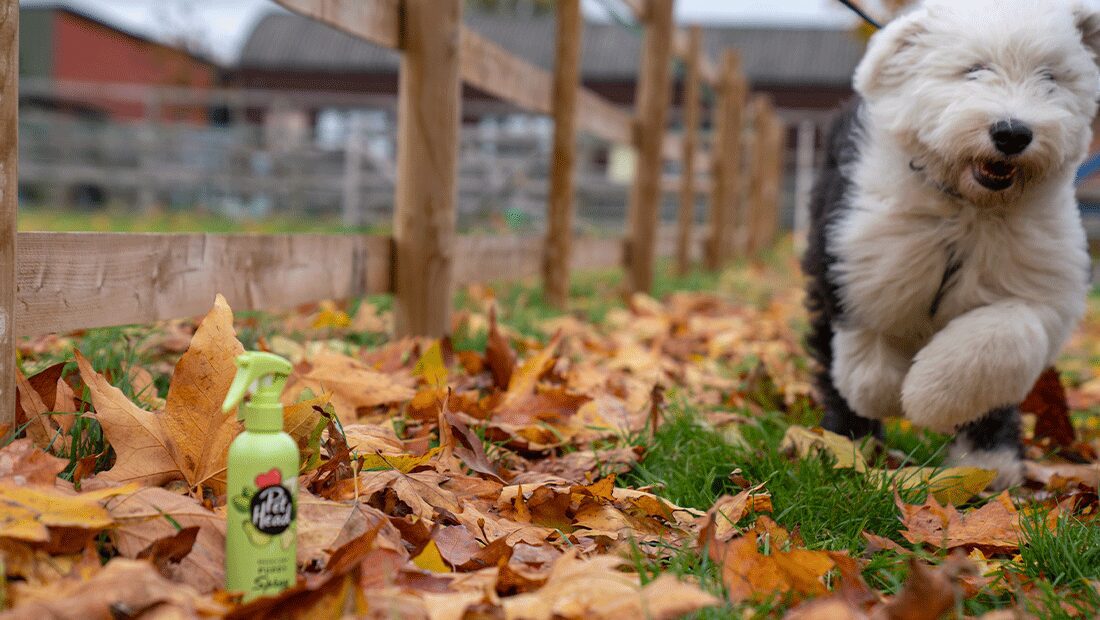 Sheepdog puppy running in wet leaves with Mucky Pup Spray in foreground