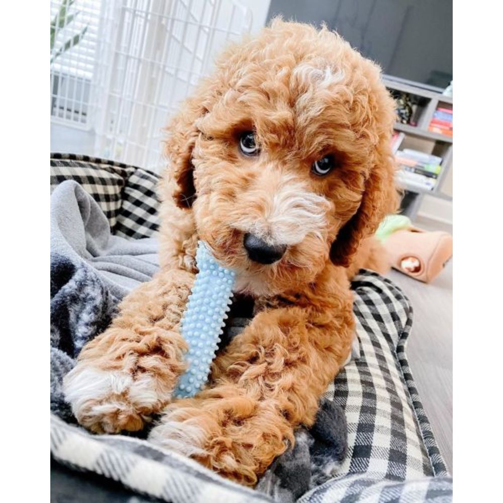 Nylabone Puppy Starter Kit Chew & Toy (3-pack, Small)