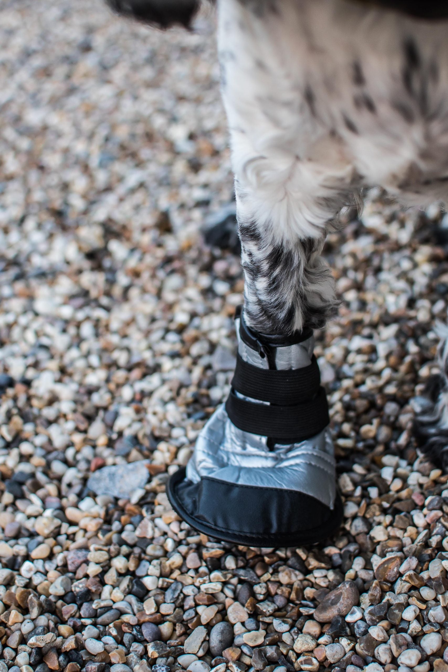 Dog Boot - X-Large Size 4 - Image 4