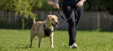 Halti Training Lead on a dog being walked through a park