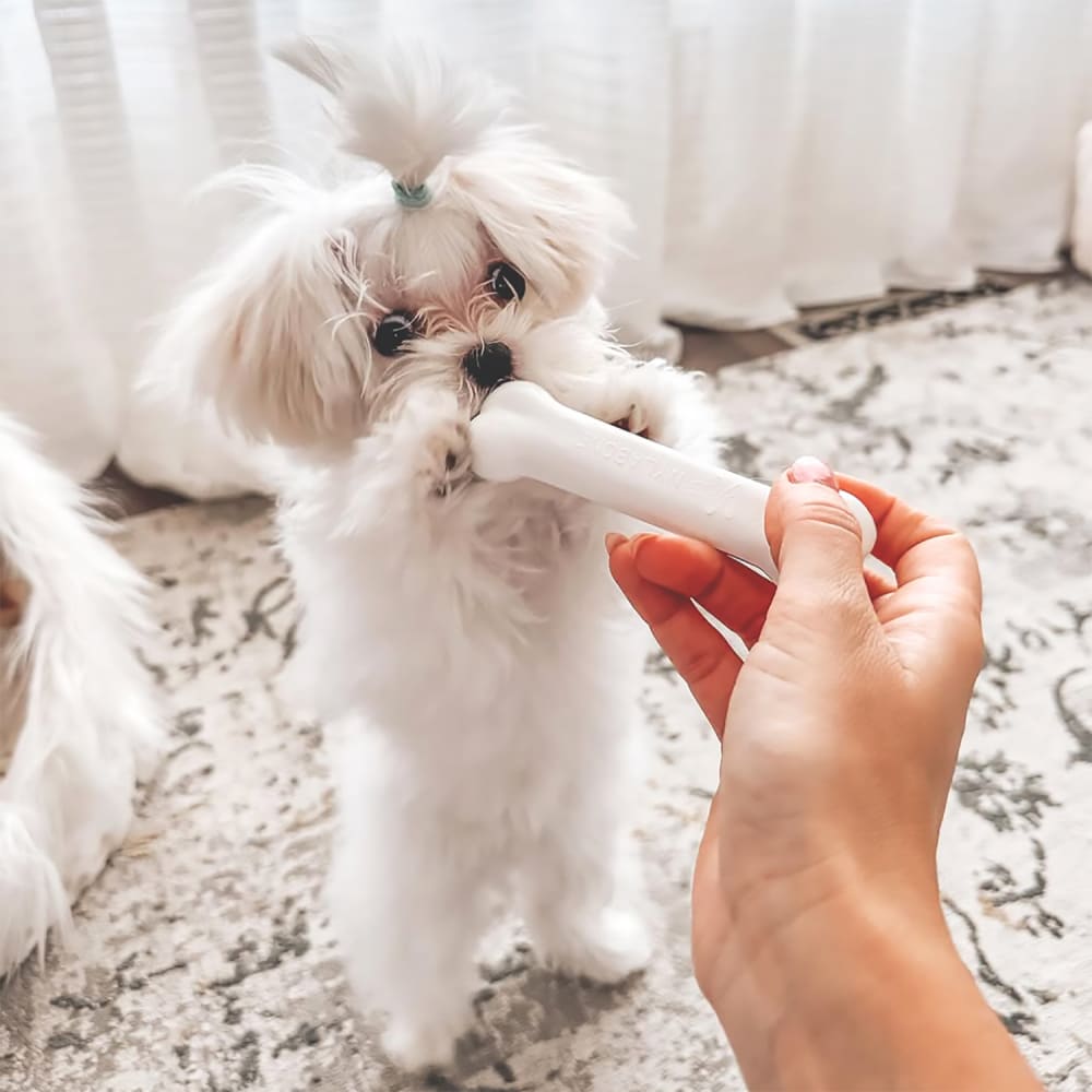 Nylabone Puppy Starter Kit Chew & Toy (3-pack, Small)