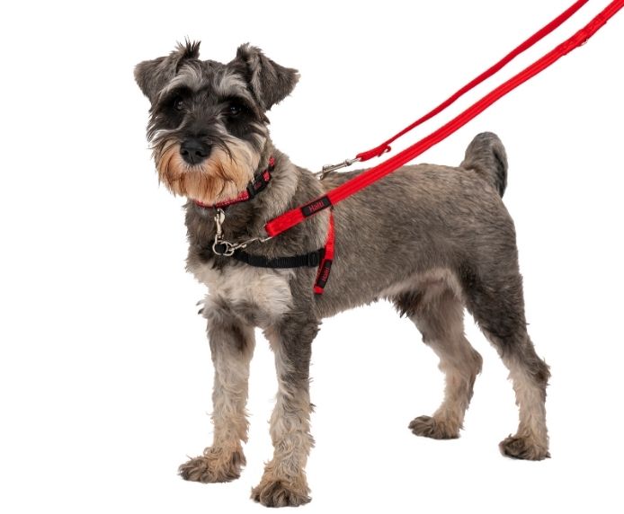 Halti Training Lead (Black, Large)