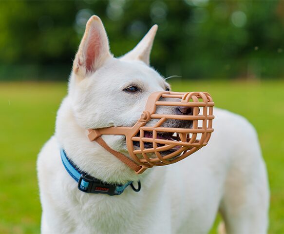 Company of Animals Baskerville Classic Basket Muzzle (Size 7, Springer)