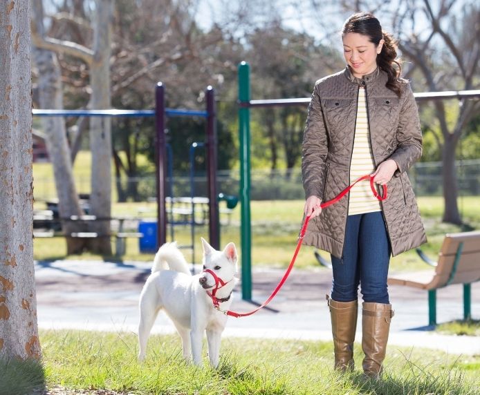 Halti Training Lead (Black, Large)