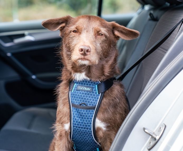 Company of Animals CarSafe Crash-Tested Harness (Blue, Large)