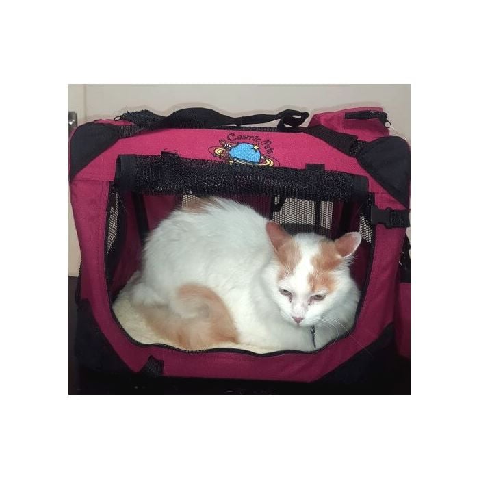 Cosmic Pets Collapsible Pet Carrier - Small - Maroon In Use View
