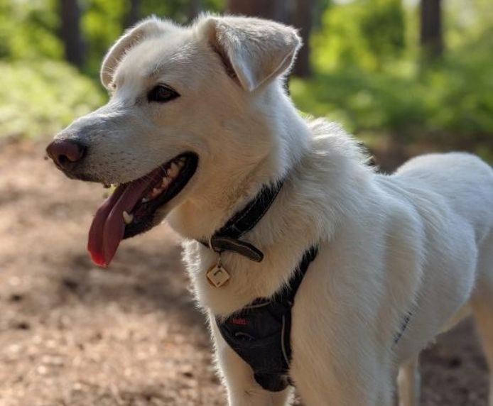 Halti No Pull Harness (Black, Small)