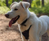 Halti No Pull Harness (Black, Small)