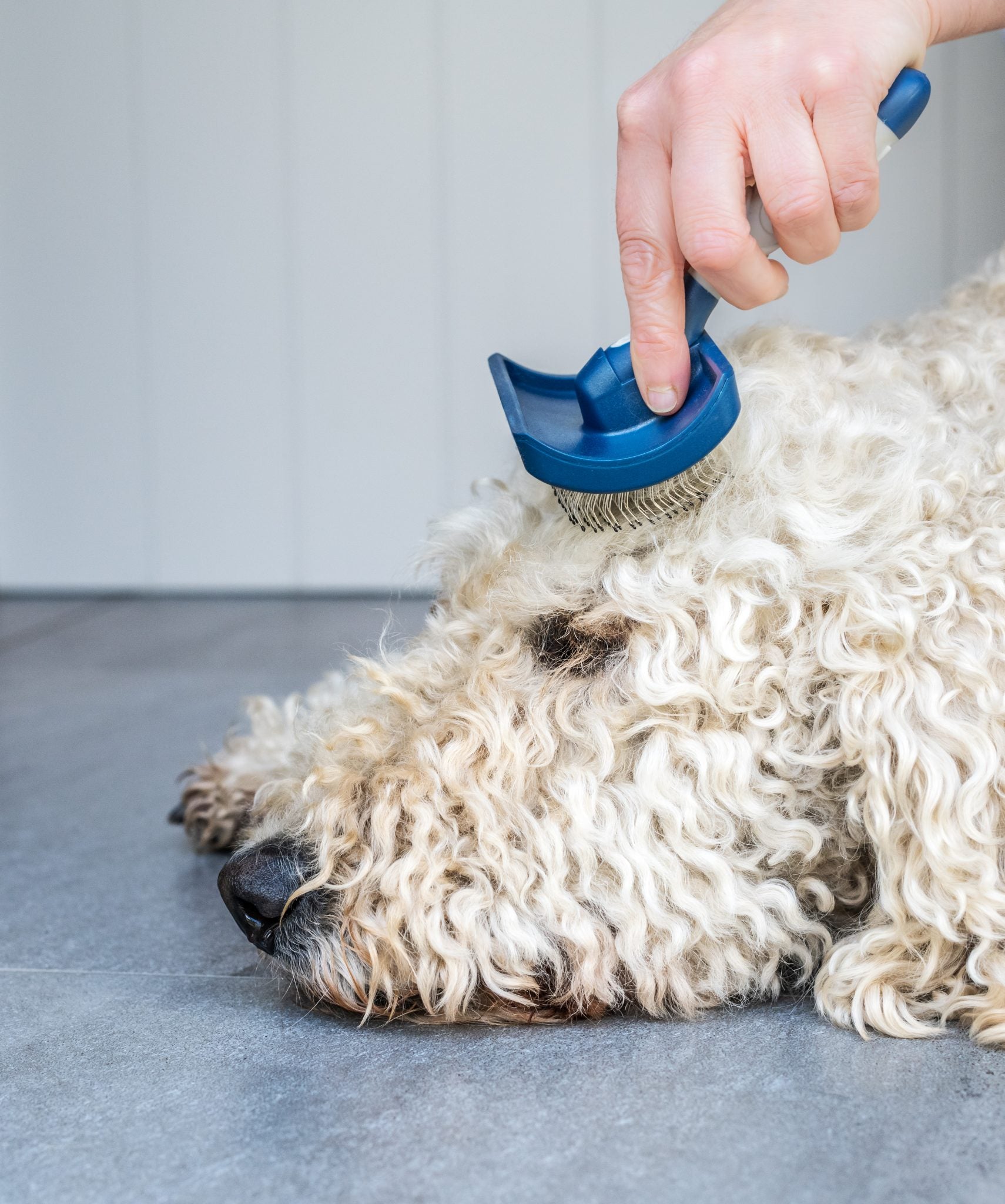 Doodles Grooming Kit - Image 6