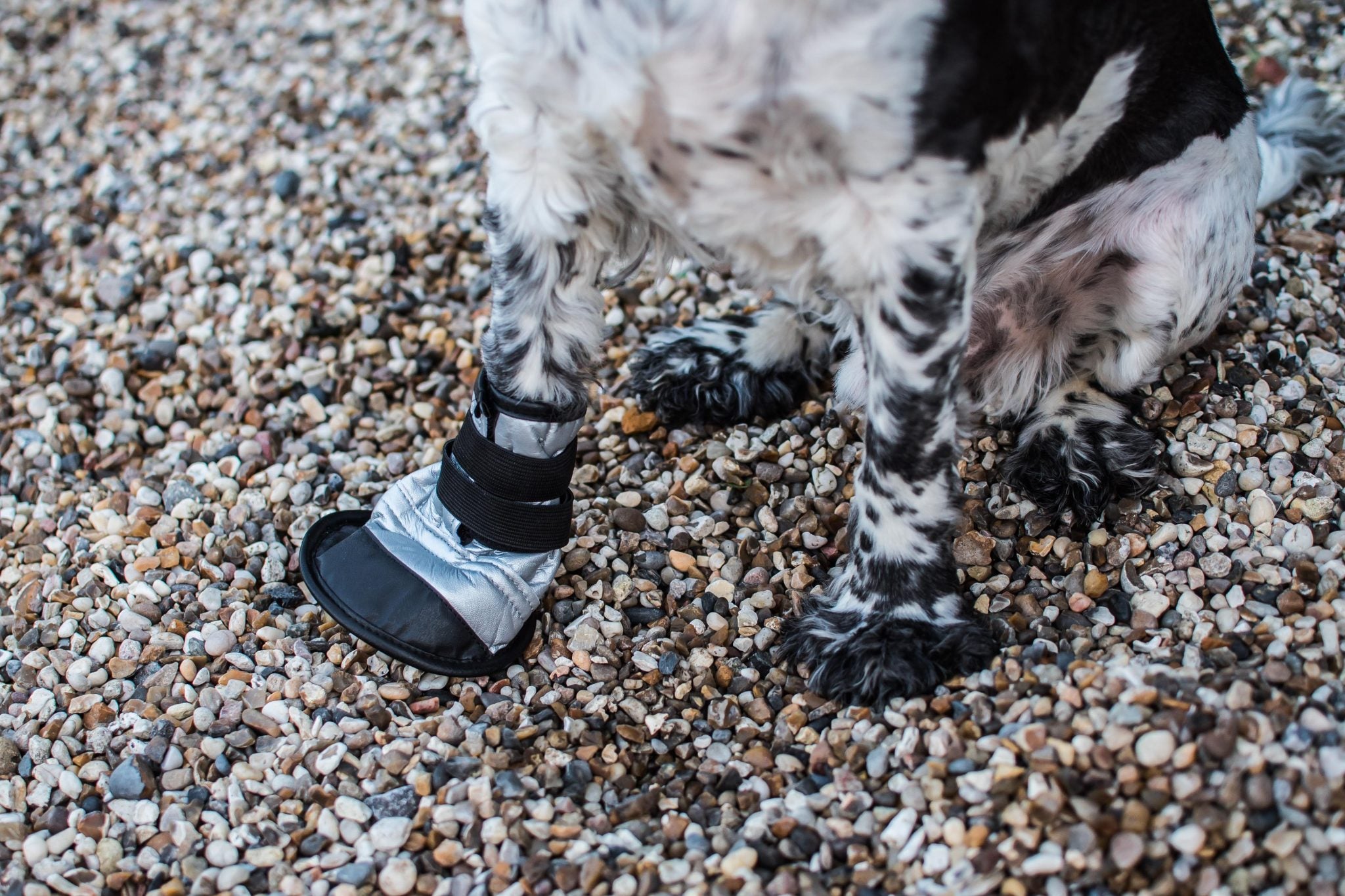 Dog Boot - Large Size 3 - Image 5