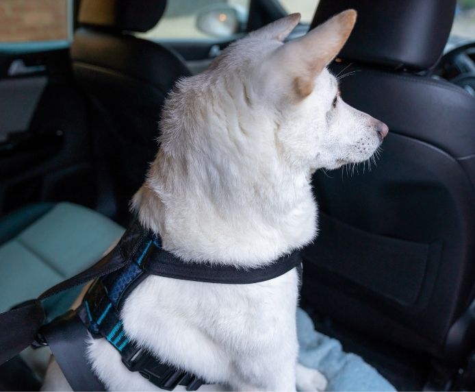 Company of Animals CarSafe Crash-Tested Harness (Blue, Large)