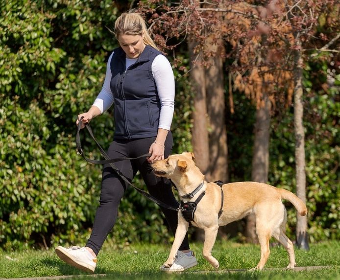 Halti No Pull Harness (Black, Medium)