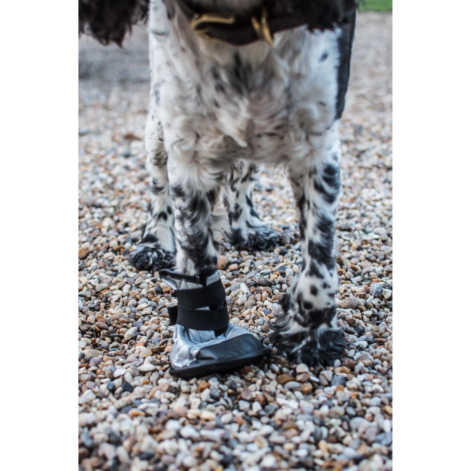 Dog Boot - X-Large Size 4 - Image 6